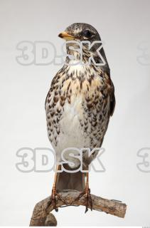 Fieldfare-Turdus pilaris 0001